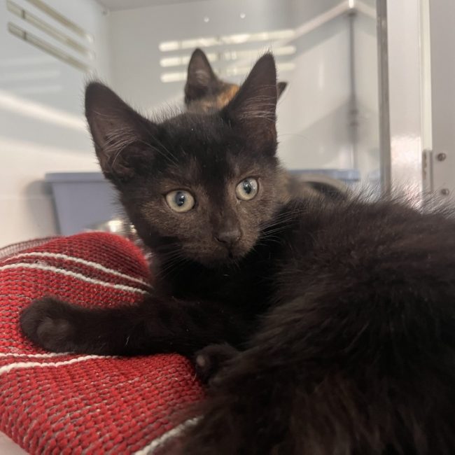 Casper - Chat Européen à adopter