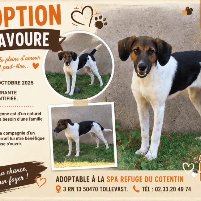 Bravoure réservé - Chien à adopter