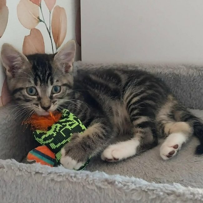 Swen - Chat Européen à adopter
