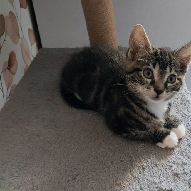 Olaf - Chat Européen à adopter