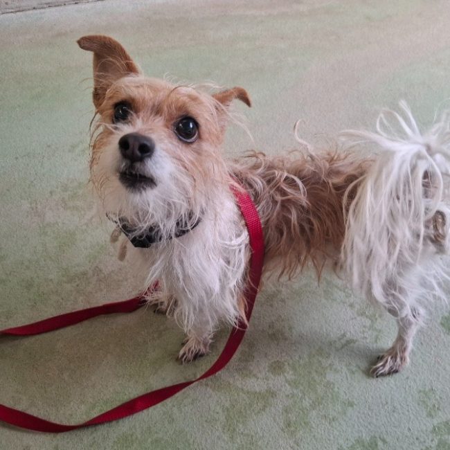Rocky - Chien à adopter