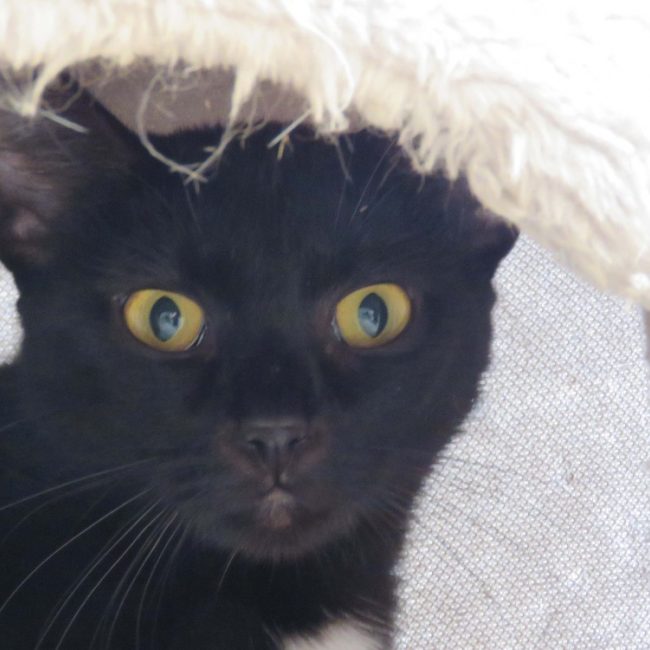 Treal - Chat Européen à adopter