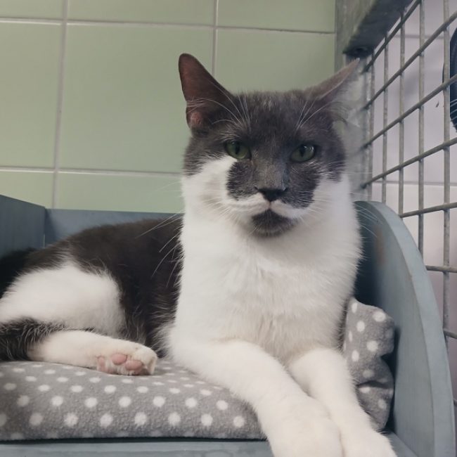 Simon - Chat Européen à adopter