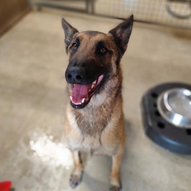 Socrate - Chien Berger Belge Malinois à adopter