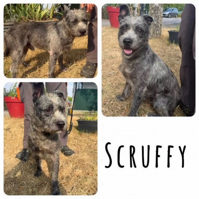 Scruffy - Chien Griffon Belge à adopter