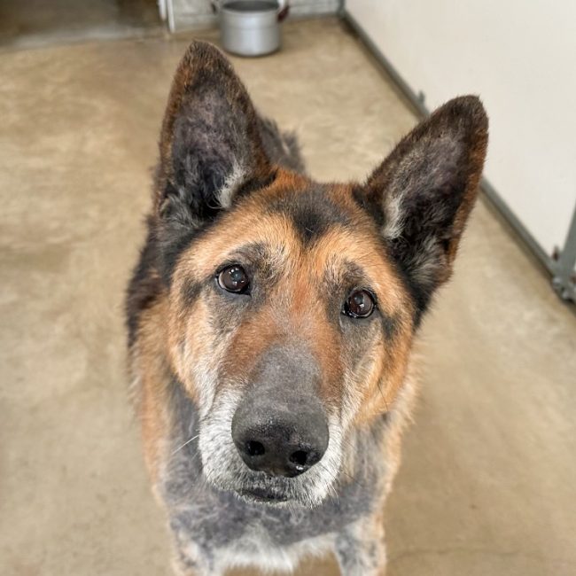 Lego - Chien Berger Allemand à adopter
