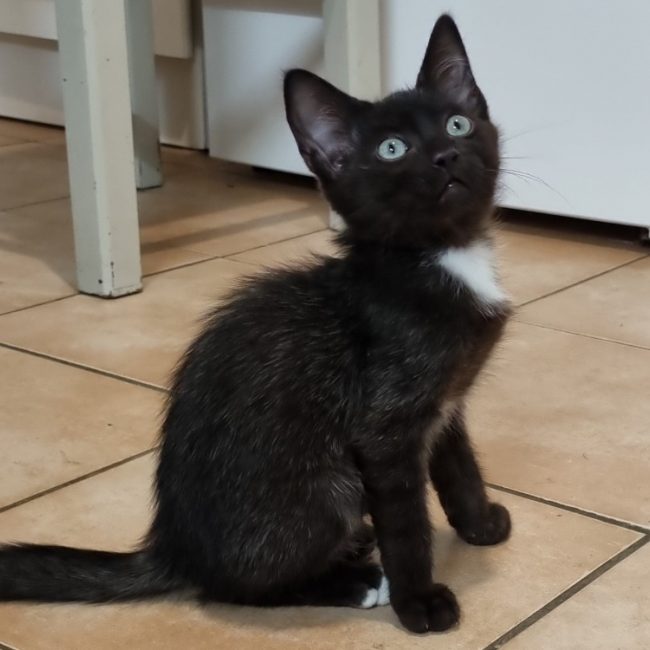 SaÏko - Chat Européen à adopter