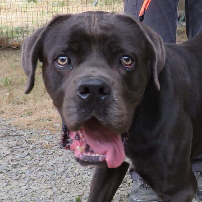 Vulcain - Chien Cane Corso à adopter