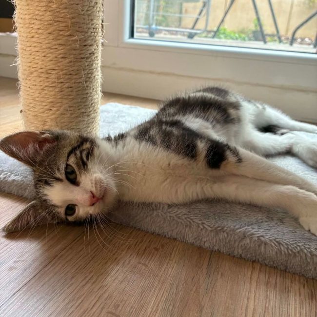 Loki - Chat Européen à adopter
