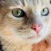 Lola