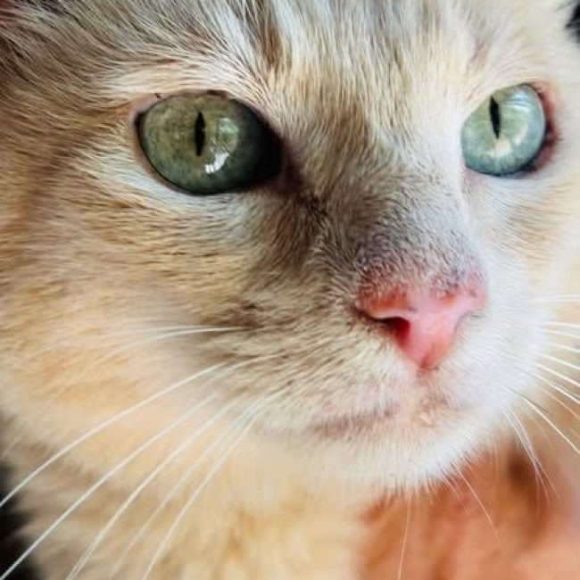 Lola - Chat à adopter