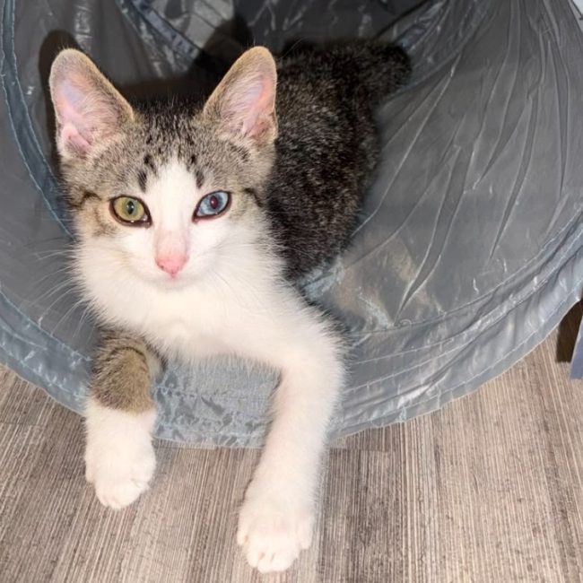 Oggy - Chat Européen à adopter