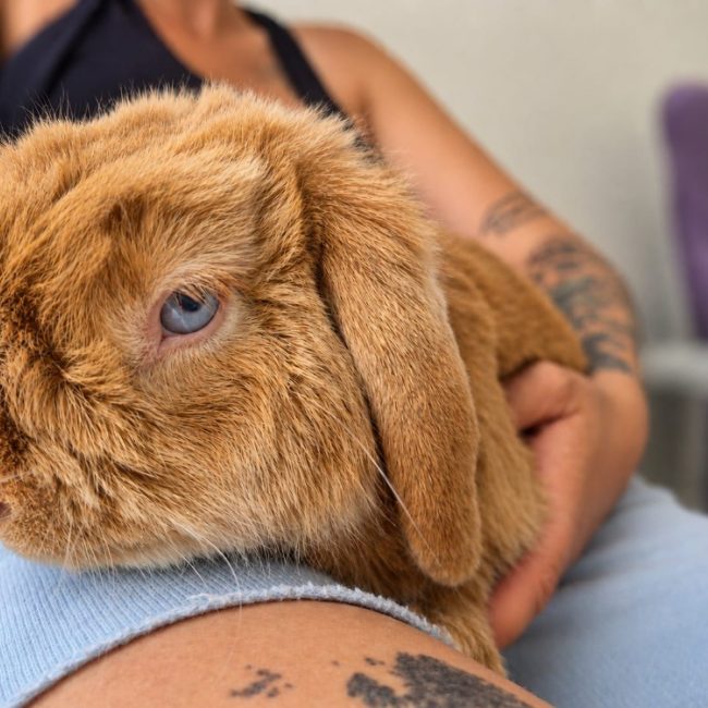 Melisse - Rongeur Lapin à adopter