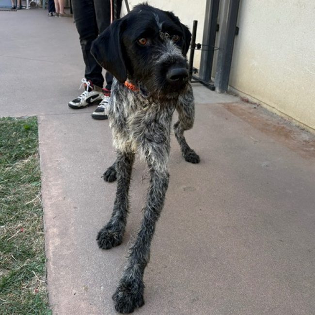 Teddy - Chien à adopter