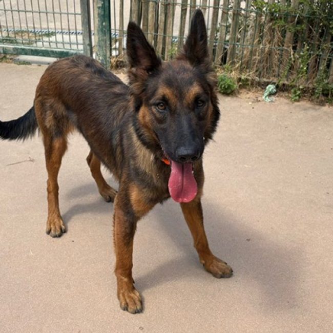 Vicky - Chien à adopter