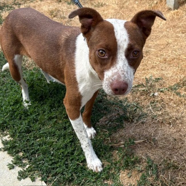 Eclipse - Chien à adopter
