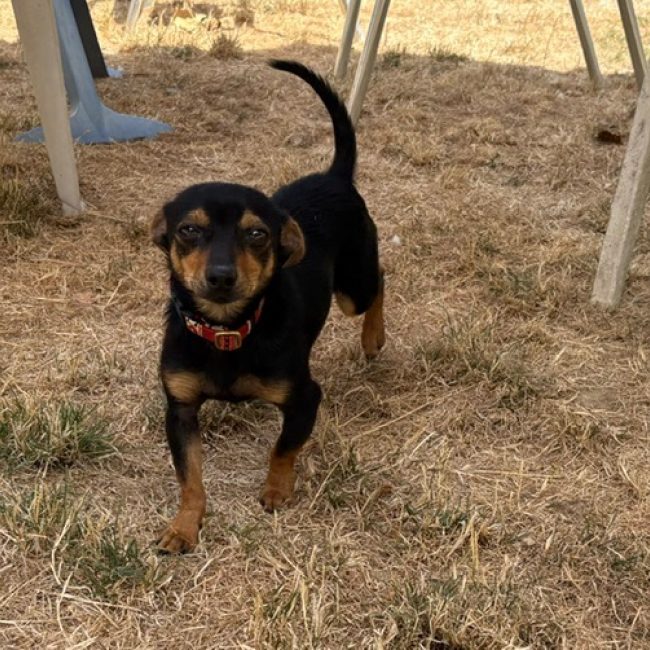 Buzz - Chien Pinscher Nain à adopter