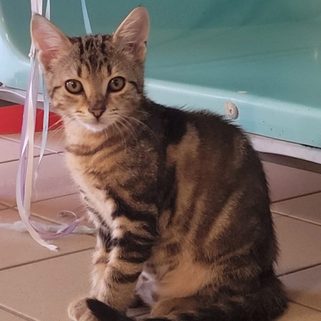 Zumi - Chat Européen à adopter