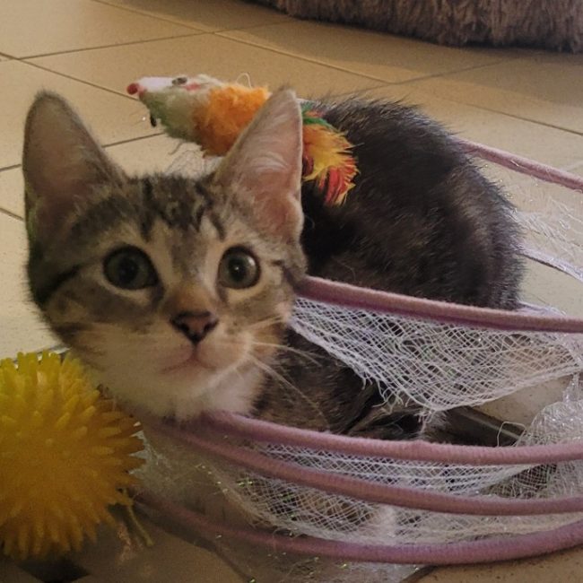 Karma - Chat Européen à adopter