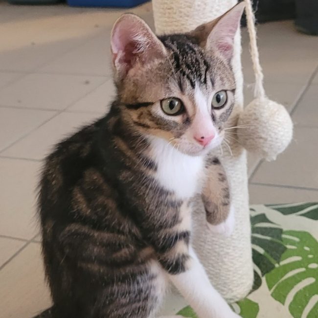 Krusty - Chat Européen à adopter