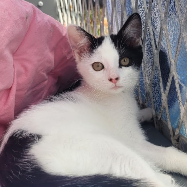 Gigote - Chat Européen à adopter