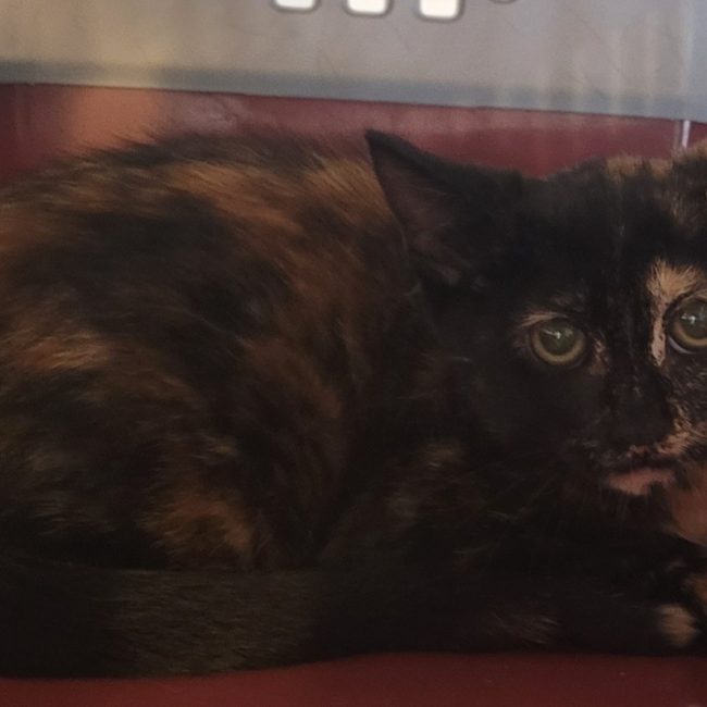 Olina - Chat Européen à adopter