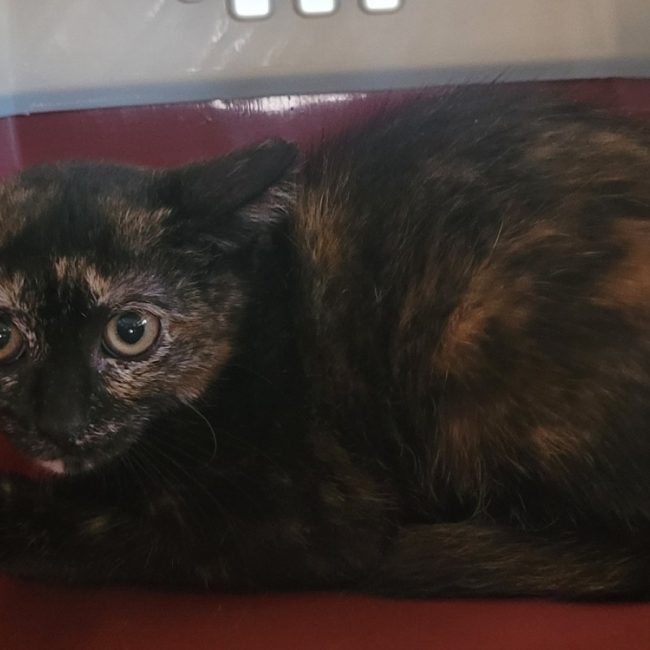 Ortense - Chat Européen à adopter