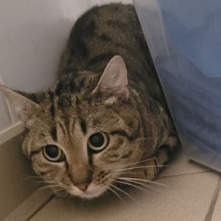 Wookie - Chat Européen à adopter