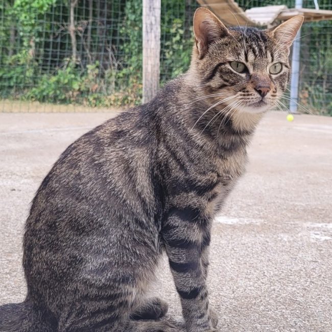 Ulann - Chat Européen à adopter