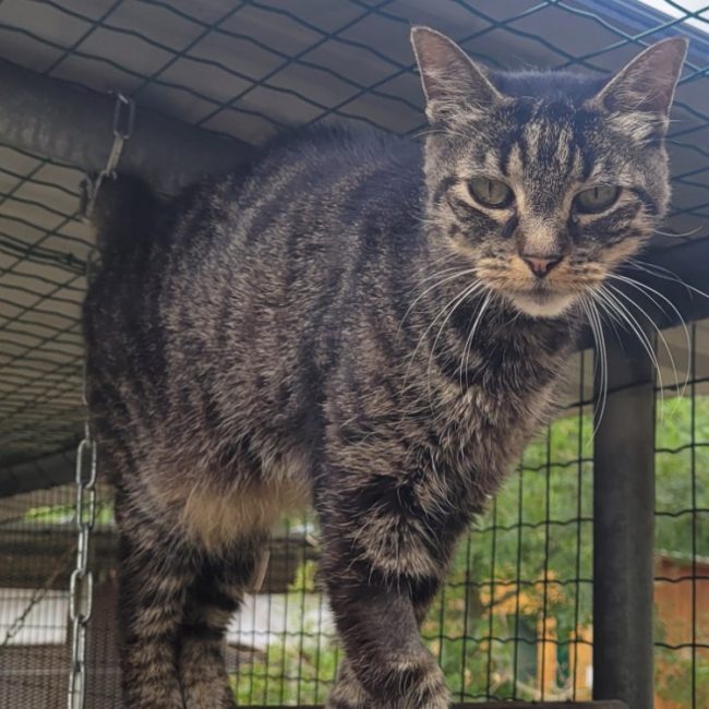 Xandus - Chat Européen à adopter