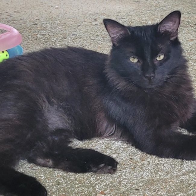 Manolo - Chat Européen à adopter