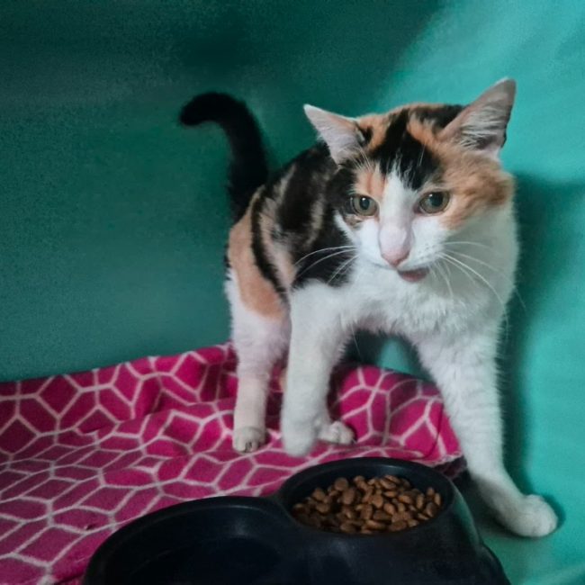 Rose - Chat Européen à adopter