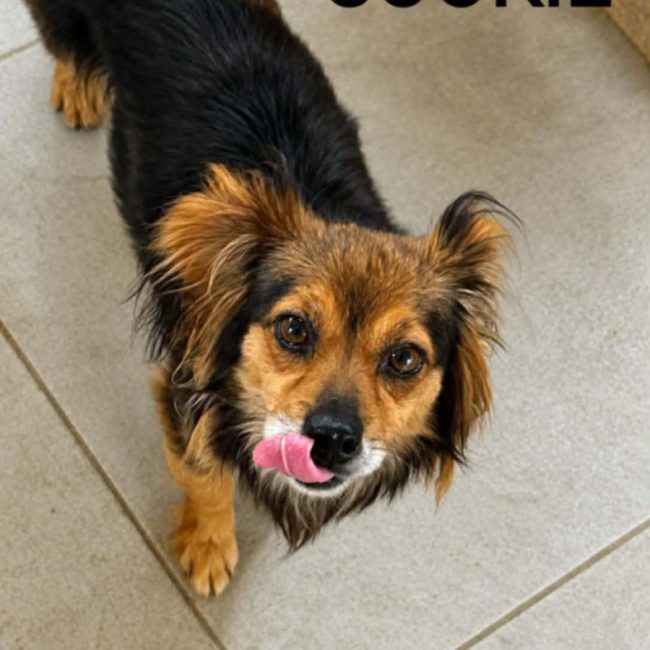 COOKIE - Chien Chihuahua à adopter