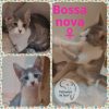 BOSSA NOVA