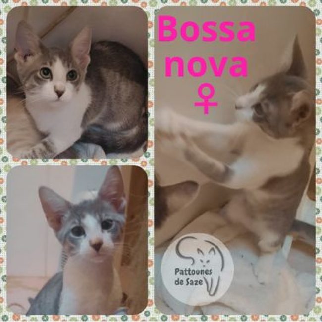 BOSSA NOVA - Chat Européen à adopter