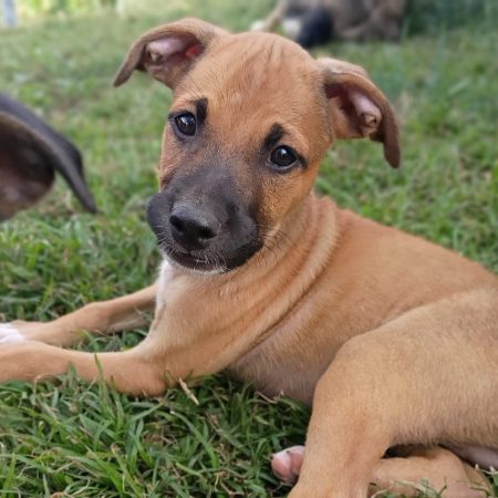 HUDSON - Chien à adopter