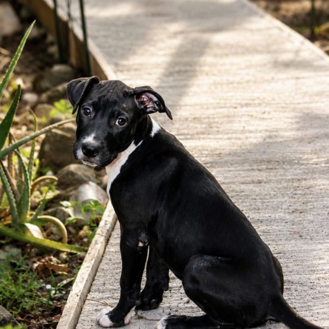 NINA - Chien Boxer x Labrador-Retriever à adopter