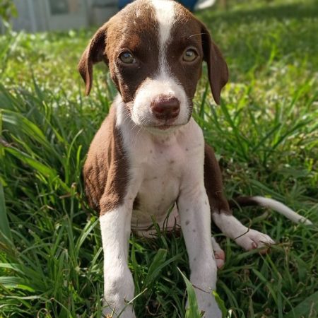 PAYTON - Chien à adopter