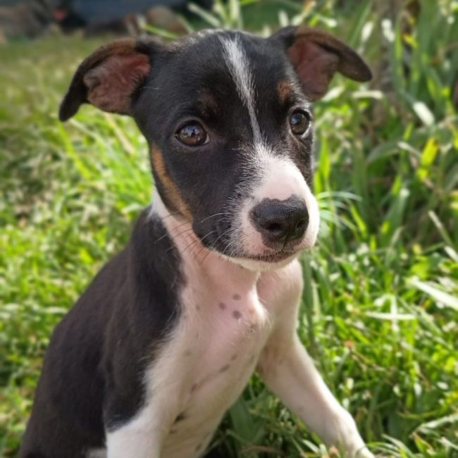 STERLING - Chien à adopter