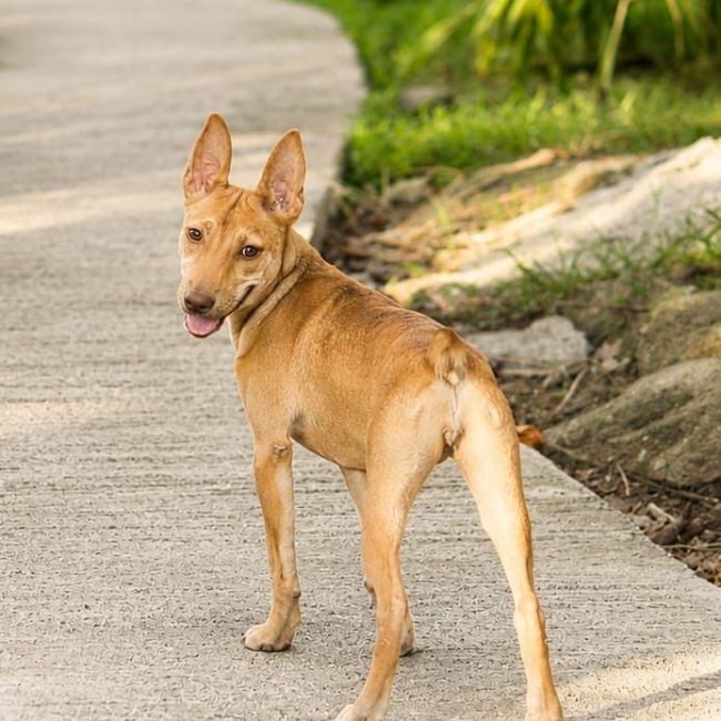 TIFIFI - Chien Pinscher à adopter