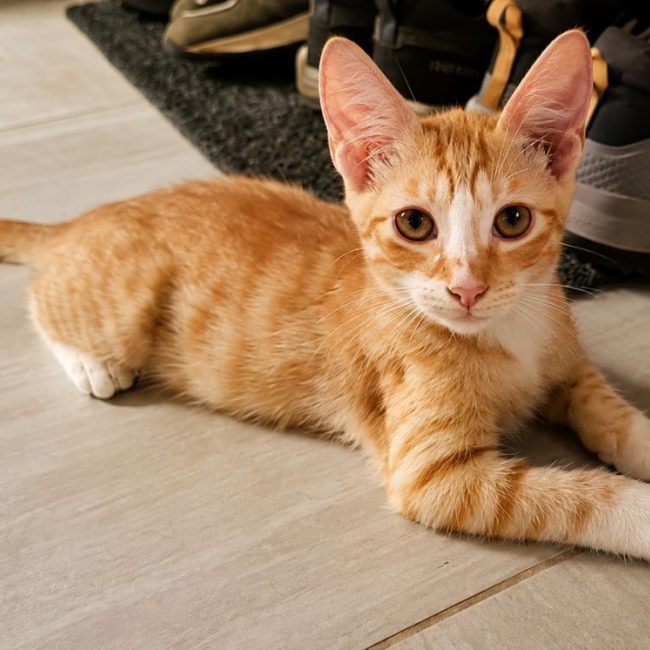 MÉLO - Chat Européen à adopter