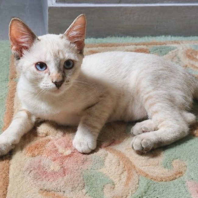 MONA - Chat Européen à adopter