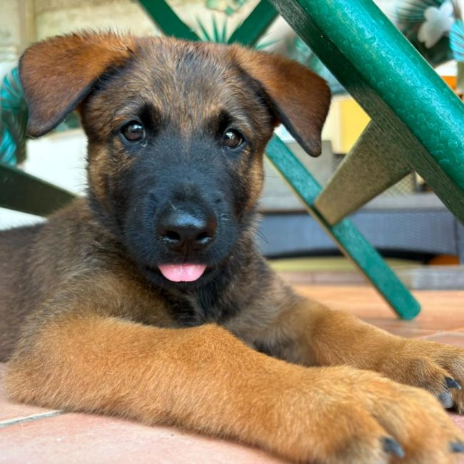 PAKO - Chien Berger Belge Malinois à adopter