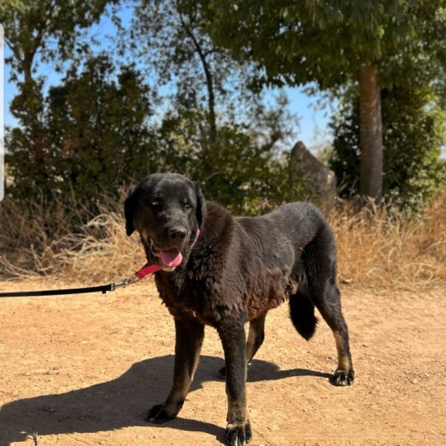 PRINCESA - Chien à adopter
