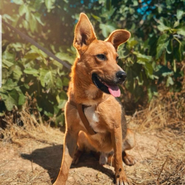 BOSSE - Chien à adopter