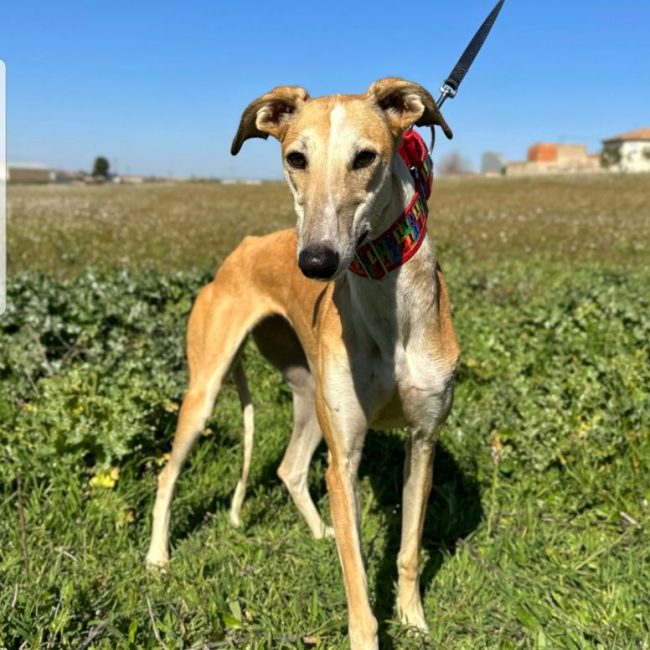 NAYRA - Chien à adopter