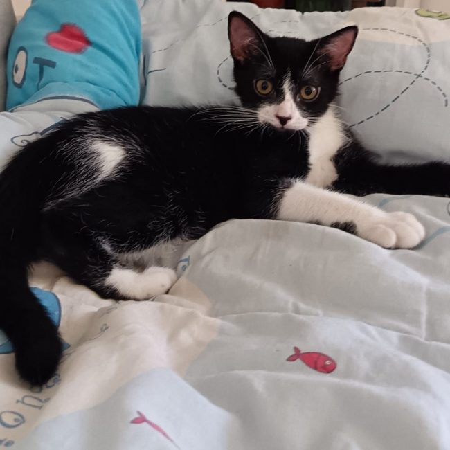 Baya chez sandrine - Chat Européen à adopter