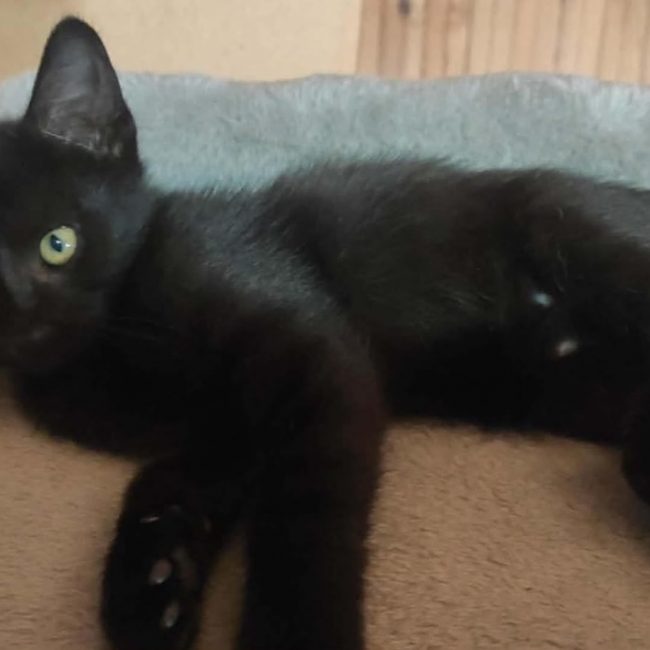 Sakura - Chat Européen à adopter