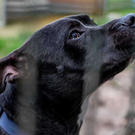 Uber - Chien à adopter
