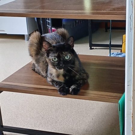 Urania - Chat Européen à adopter